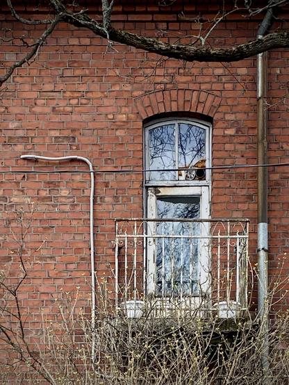Brick wall, elongated window behind metal fence, wires and metal tube to the right, a thick brunch in the upper part, and a bush in the lower part of the pic.
