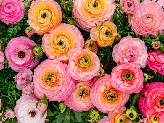 For instant colour, just add annuals