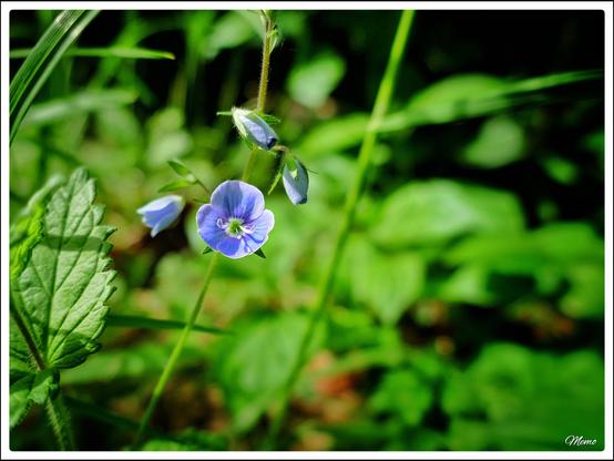 Bildbeschreibung:
Kleine blaue Blüten des Ehrenpreises.