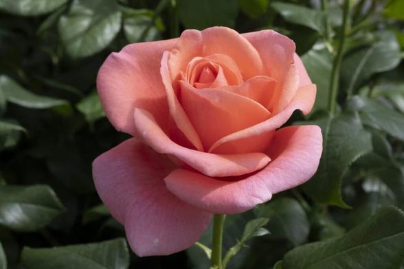 Catherine’s Rose named after Kate to celebrate healing power of nature