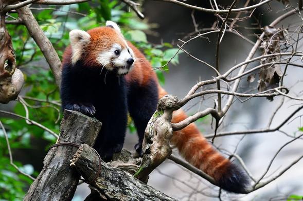 A picture of a Red Panda.