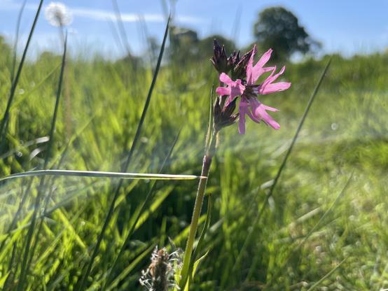 Ragged Robin (Silene flos-cuculi) in out of focus grass