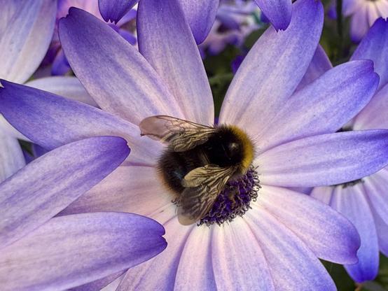 A small bumblebee on a white and purple flower