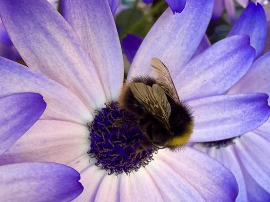 A small bumblebee on a white and purple flower