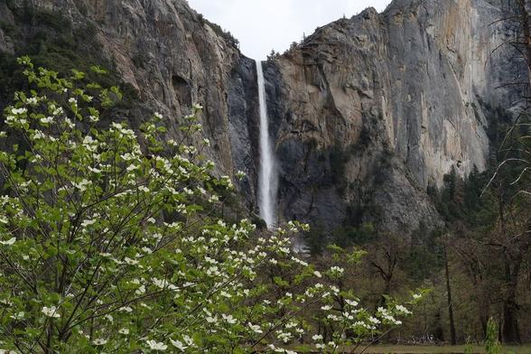 A tall, narrow waterfall cascades down a rocky cliffside in the background of Yosemite. In the foreground, green-leafed branches with clusters of white flowers are visible, and trees surround the area.