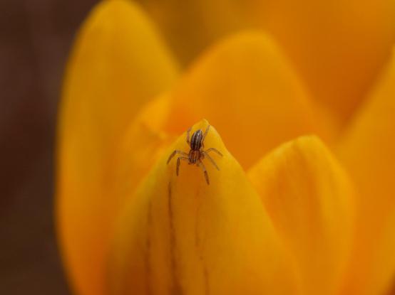 Macro photograph showing a very small brown spider with white stripes on its hairy body, hanging down from the tip of a bright orange crocus flower petal. The rest of the petals are blurred behind.