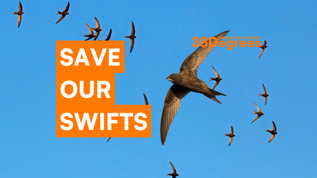 Swifts flying across a clear blue sky. White text on an orange backgrounds reads "SAVE OUR SWIFTS"
