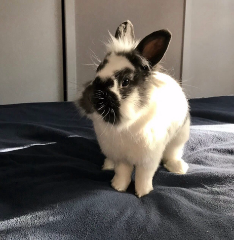 A picture of a bunny on a bed.