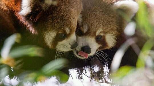 A picture of a Red Panda.