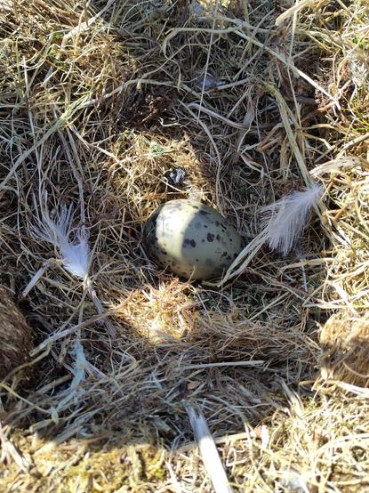 A close up of the camouflaged seagull egg