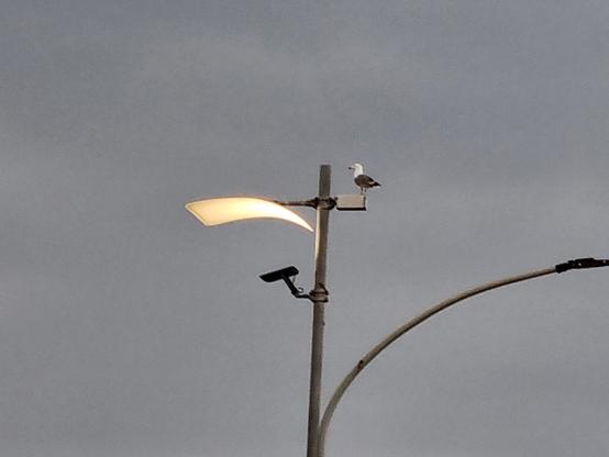 Sotto un cielo grigio, in cima su un lampione, un gabbiano sembra in attesa di andare a posizionarsi sotto la luce come fosse una lampada abbronzante