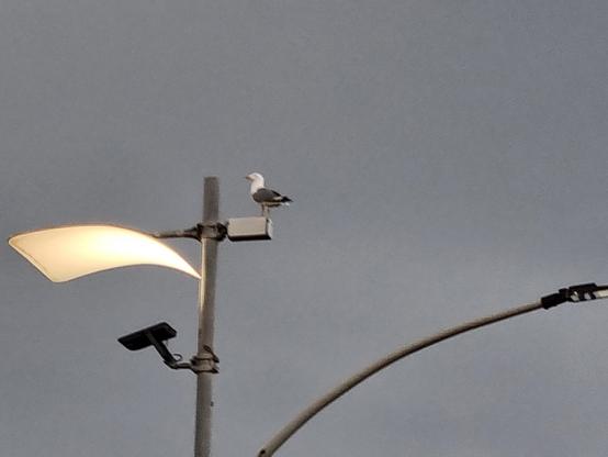 Sotto un cielo grigio, in cima su un lampione, un gabbiano sembra in attesa di andare a posizionarsi sotto la luce come fosse una lampada abbronzante