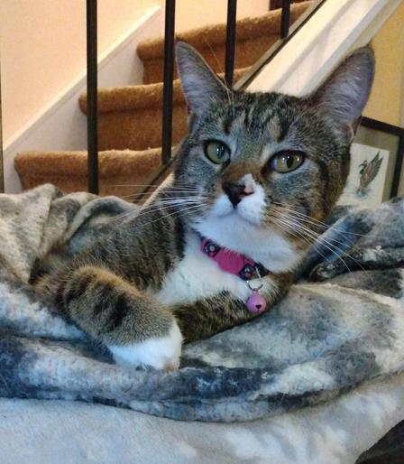 Pax, our tabby cat with white markings, is getting ready to go to sleep.  She is snuggling down into her soft, fuzzy, grey and white blankets on top of a low cat tower by a stairway.