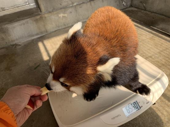 A picture of a Red Panda.