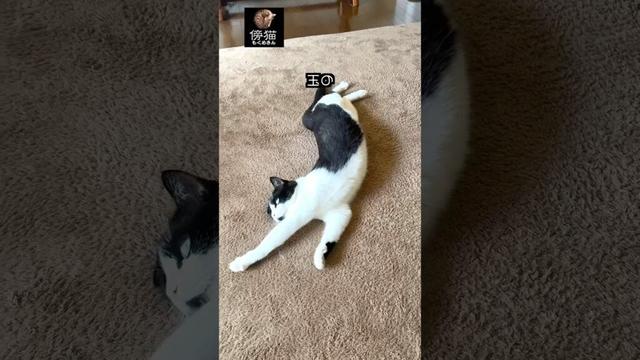 ありがたや  お経の代わりに  ダジャレかよ.  #cat #子猫 #保護猫 #cute #かわいい猫 #kitty #肉球 #はちわれ #猫ミーム