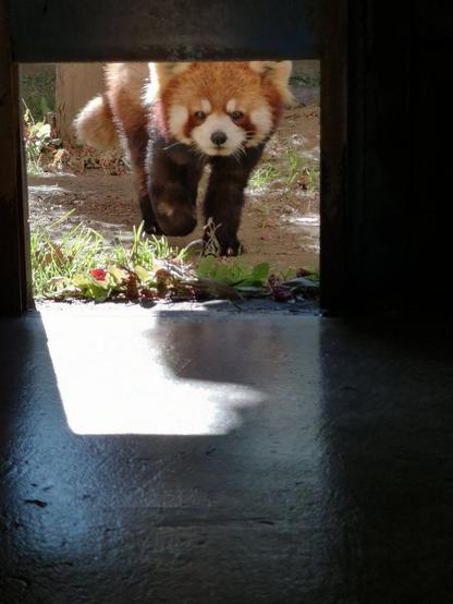 A picture of a Red Panda.