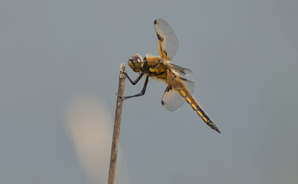 Une libellule à quatre taches (grosse libellule dans des teintes jaunes et brunes) posée sur la tige d'un roseau brisé. Elle est de côté avec ses ailes transparentes à la perpendiculaire de son corps.