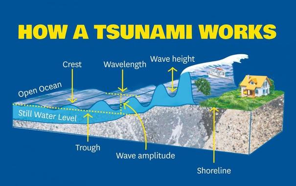 Illustration explaining how a tsunami works. In the open ocean, much of the wave travels below the still water level, but when it reaches shallow waters, it is forced upwards by the seafloor, becoming higher and steeper until it breaks (crests).

[Source: https://www.learnz.org.nz/tsunami223/discover/tsunami]