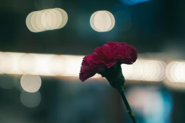 Close-up shot of a deep red carnation flower against bright bokeh lights at night. The shot was taken at a café in Prague, Czechia