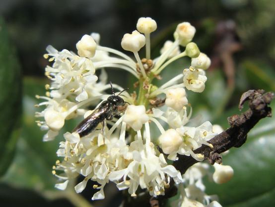 A female Ceratina Bee is seen foraging on the flower head of Ceanothus velutinus, a native shrub that is a great pollen and nectar source.