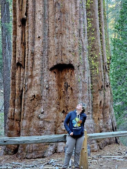 Me, standing in front of a massive giant sequoia looking upward.