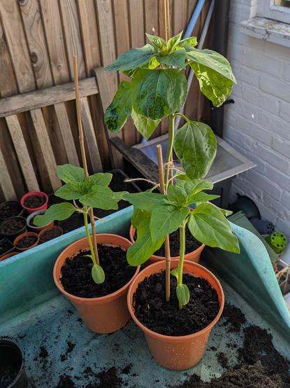 Three young sunflower plants in individual pots. The tallest is about 60 cm high.
