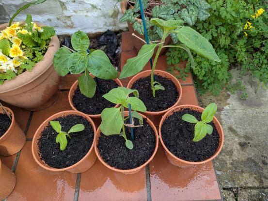 The same plants as in the first photo shortly after potting on two weeks ago. The competition pair are the little ones to the bottom left and right.