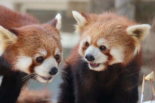 A picture of a Red Panda.