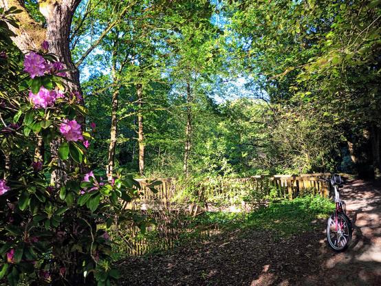 Ein blühender Rhododendron, dahinter eine Brücke und viele Bäume.