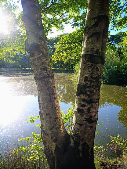 Blick auf einen Teich im Sonnenlicht. Im Vordergrund ist ein V aus Baumstämmen.