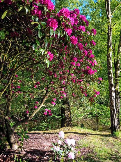 Ein magentafarben blühender Rhododendron, darunter ein kleiner weißer. Wasser und Bäume.