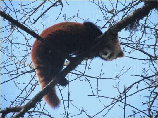 A picture of a Red Panda.