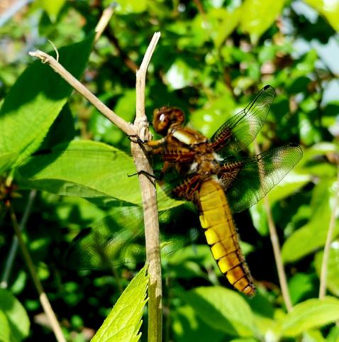 A photograph of a brown and yellow dragonfly sitting on a branch in front of a bush. It's tail is rather flat at the back.
I saw two flying around out of the corner of my eye and thought they were two massive hornets for a second.
After reading up on them I learned that they catch and eat insects in flight.