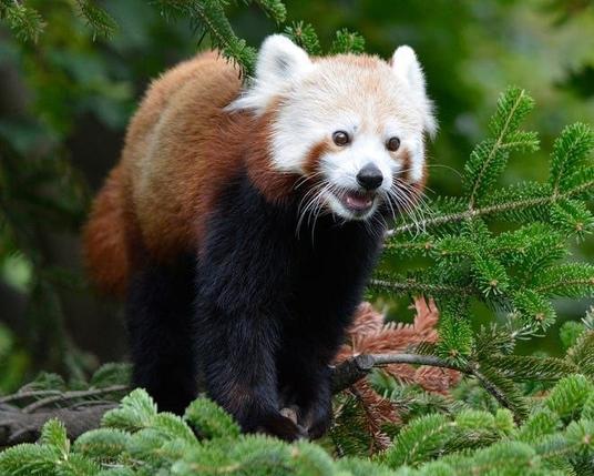 A picture of a Red Panda.