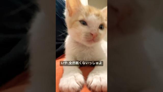 眠い子猫「ぼくを眠らせたら大したもんしゅよ」    #cat #kitten #猫 #子猫 #ねこ #こねこ #保護猫 #cute  #猫のいる暮らし  #shorts