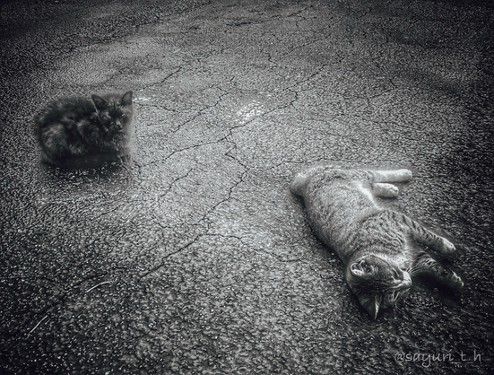 Black kitten loafing on the left and tabby kitten laying on the street