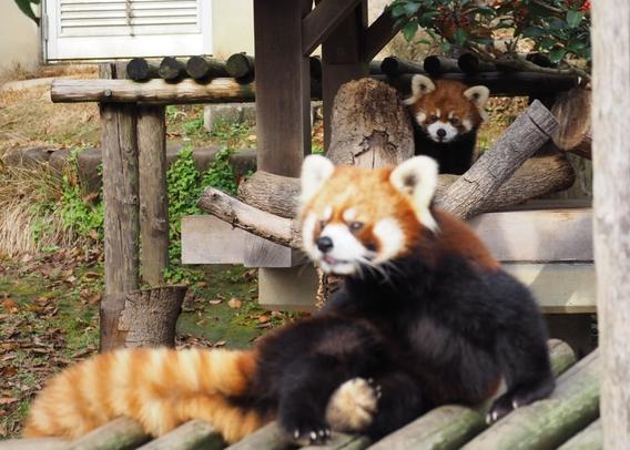 A picture of a Red Panda.
