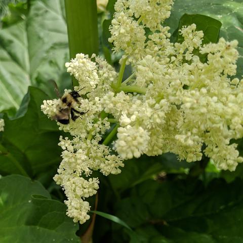 A large bumble bee, likely a queen, on rhubarb flowers. It is black and yellow and furry.