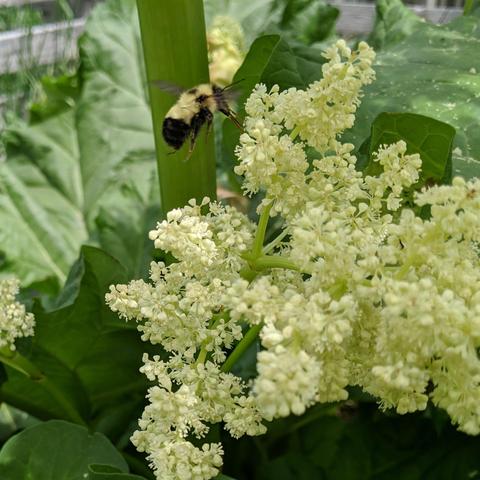 A large bumble bee in flight near rhubarb flowers. It is black and yellow and furry.
