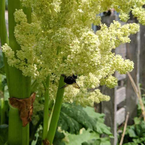 A large bumble bee on rhubarb flowers. It is upside down on the bottom of the flower clusters facing away from the camera. It just appears dark looking.