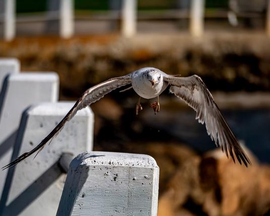 A seagull takes off from congrete posts