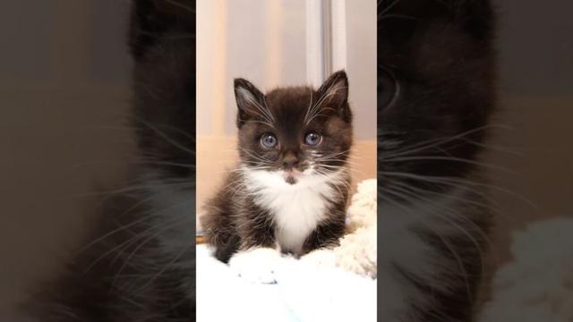 ひとりでお手洗いを成功させた子猫に驚きが隠せないふたり。 #gatto #kitten #子ネコ #meow #asmr