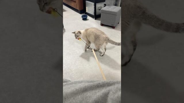 猫に攻撃されました！　#シャムトラ #元保護猫 #シャムミックス  #cat #猫耳 #kitten  #猫耳 #siamesemix