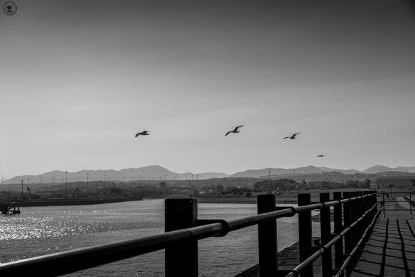 Monochrome shot over harbour and railings with row of four gulls flying in a line