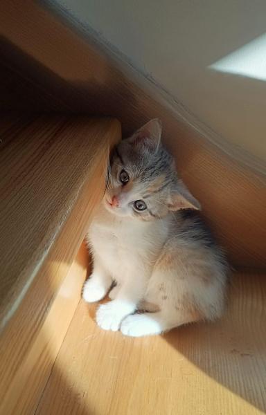 A small kitten with light gray, white, and orange fur sits on a wooden floor in the corner of a staircase, tilting its head and leaning against a step while looking up with big, curious eyes. Sunlight softly illuminates the scene.