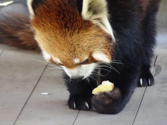 A picture of a Red Panda.
