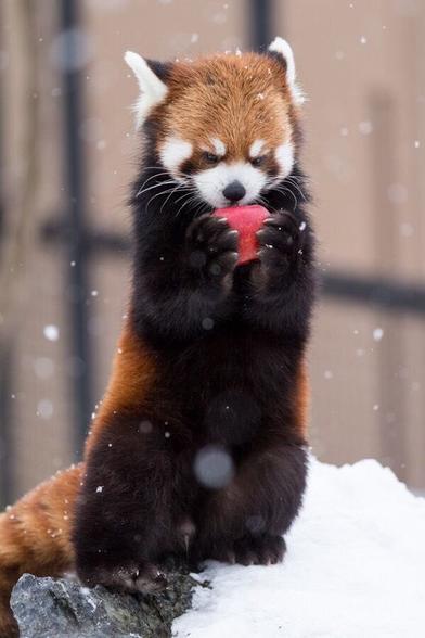 A picture of a Red Panda.