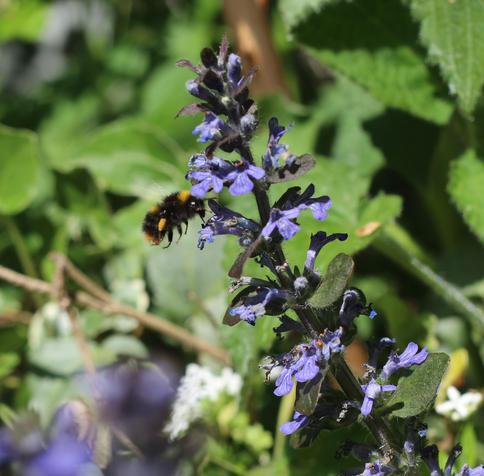 A bumblebee feeding at a purple bugle flower spike