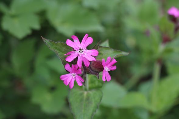 Close up of (pink) red campion flowers
