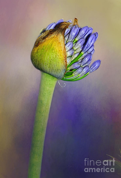 Photograph of a purple Agapantha with its cluster of buds ready to bloom or burst out. The background has been enhanced with a texture overlay.
By Kaye Menner Photography.

THE FINE ART AMERICA WATERMARK WILL NOT APPEAR ON PRINTS OR PRODUCTS.